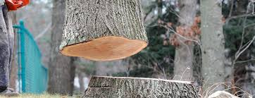 How Our Tree Care Process Works  in  Stiles, PA